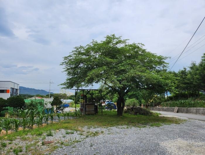 충북 제천시 신월동 1136-29 임야 사진 3