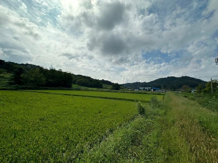 충북 증평군 도안면 노암리 530-1 전 사진 4