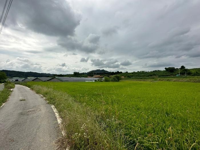 충북 증평군 도안면 노암리 530-1 전 사진 6