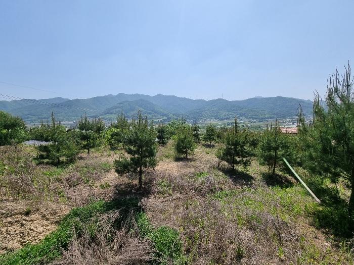 충북 충주시 앙성면 사미리 산20-2 임야 경매 물건 사진