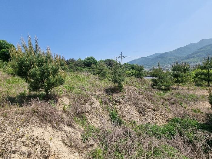 충북 충주시 앙성면 사미리 산20-2 임야 사진 5