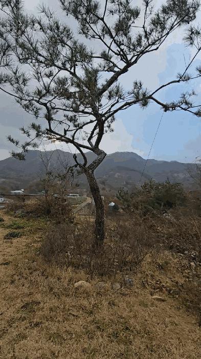 충북 옥천군 군북면 증약리 1169 주택 사진 5
