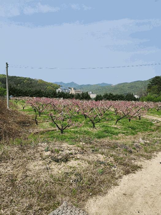 충북 충주시 앙성면 능암리 597 전 사진 3