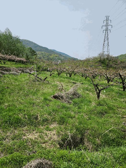 충북 충주시 앙성면 능암리 597 전 사진 4