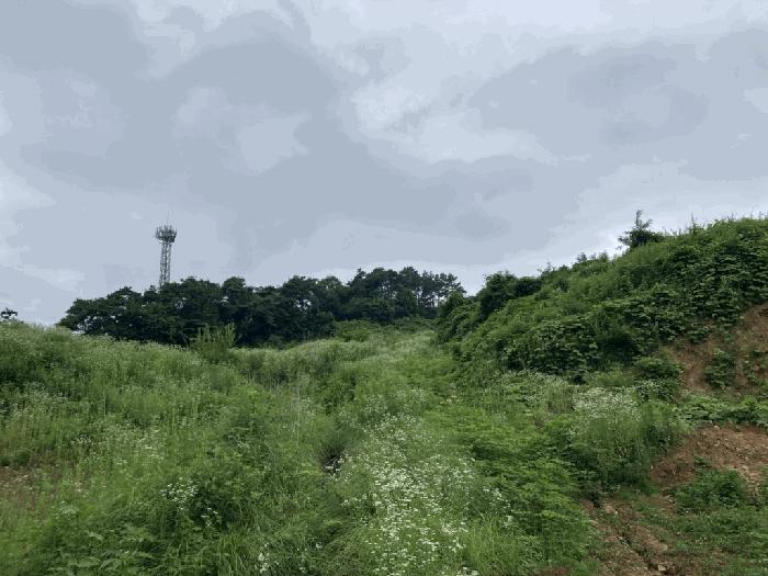 충북 제천시 송학면 시곡리 산96-4 임야 사진 2