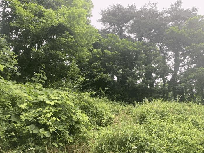 충북 제천시 송학면 시곡리 산96-4 임야 사진 3