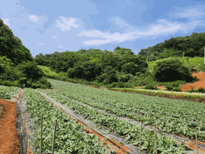 충북 단양군 매포읍 하시리 4-1 전 사진 5