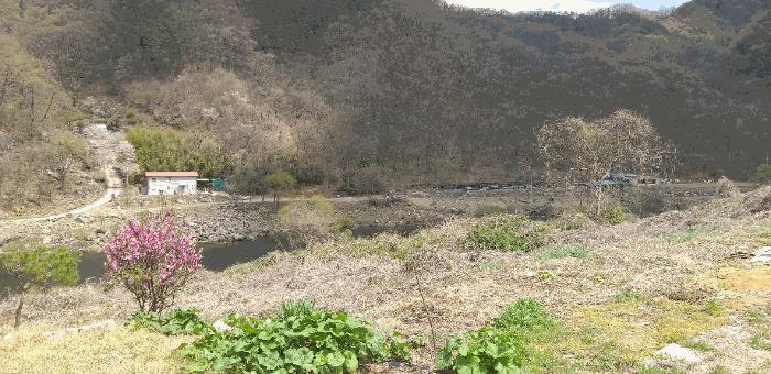 충북 영동군 용산면 한석리 540-2 과수원 사진 3