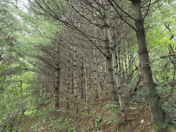 충북 청주시 서원구 현도면 하석리 산69 임야 사진 4