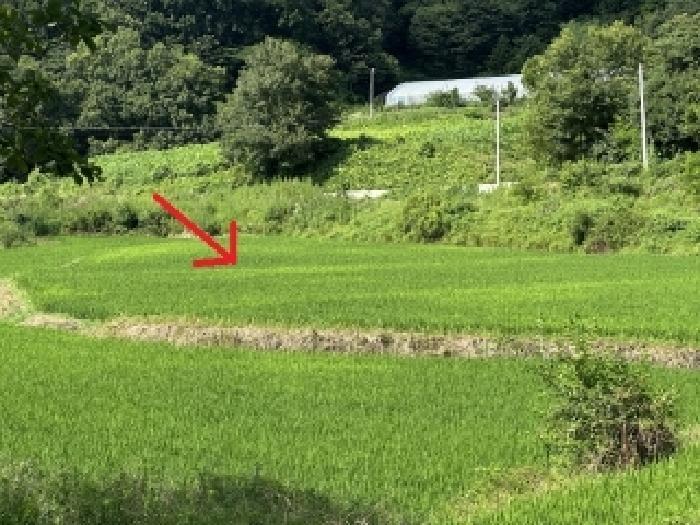 충북 증평군 도안면 노암리 119-3 답 경매 물건 사진