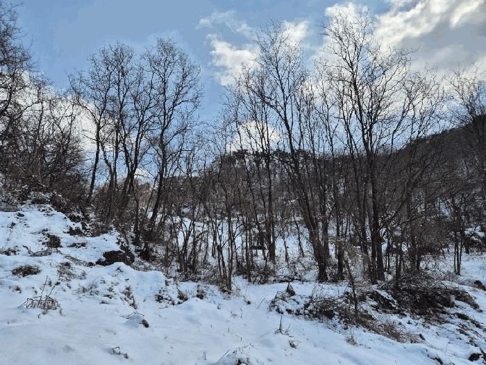 충북 충주시 엄정면 유봉리 2 임야 사진 3