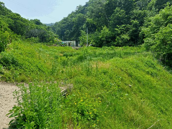 충북 충주시 소태면 주치리 540-4 답 경매 물건 사진