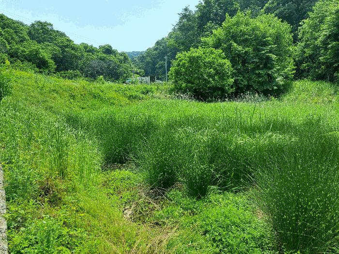충북 충주시 소태면 주치리 540-4 답 사진 5