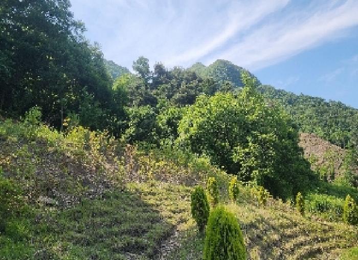 충북 옥천군 안내면 서대리 75-3 전 사진 5