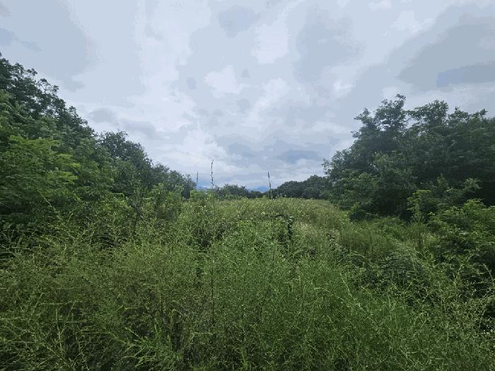 충북 제천시 신월동 736-12 임야 경매 물건 사진