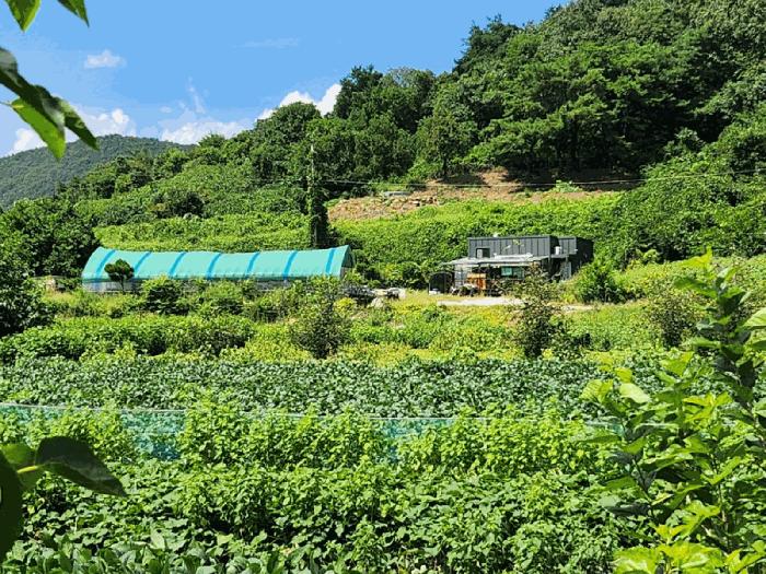 충북 단양군 대강면 두음리 450 전 경매 물건 사진