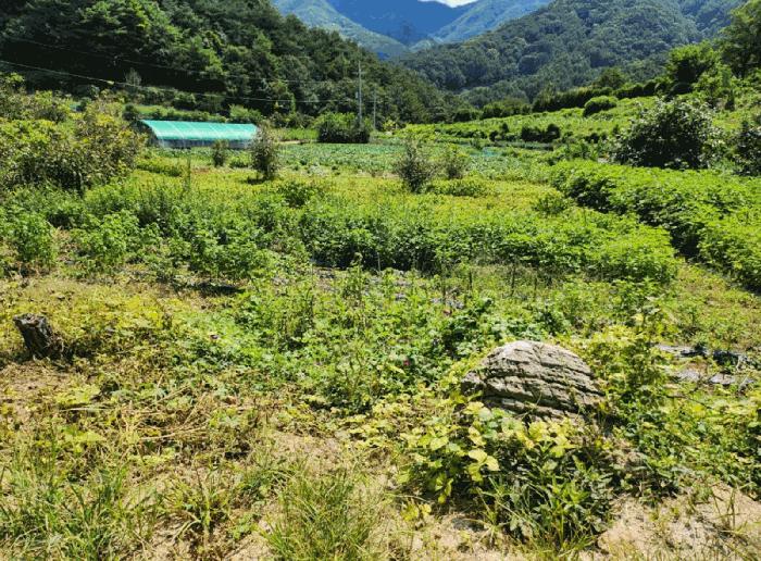 충북 단양군 대강면 두음리 450 전 사진 4