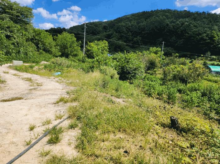 충북 단양군 대강면 두음리 450 전 사진 5