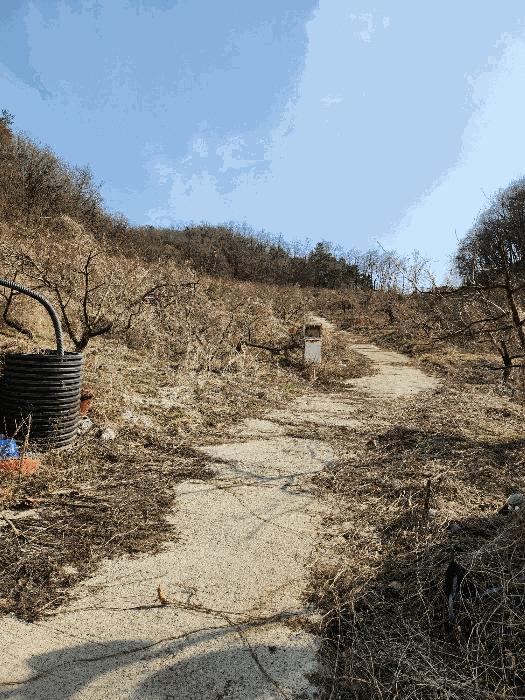충북 음성군 감곡면 사곡리 224-1 답 사진 4