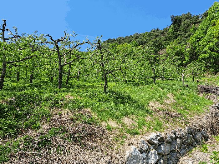 충북 충주시 산척면 송강리 1819-3 답 사진 2