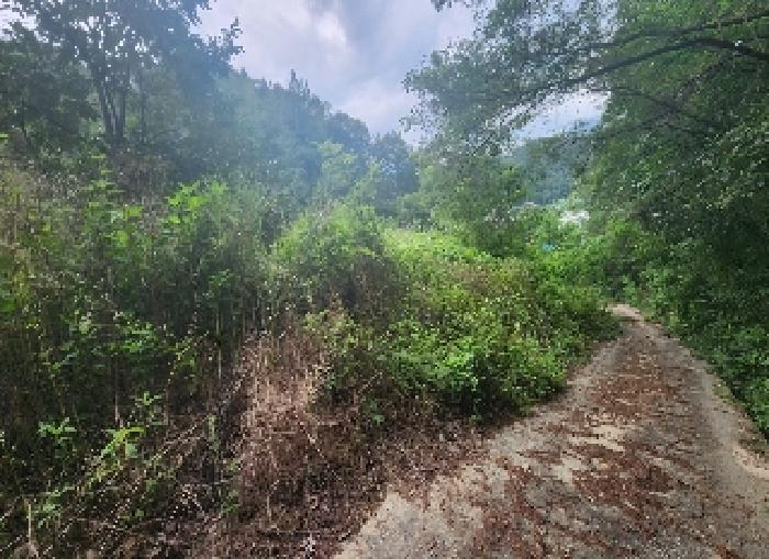 충북 영동군 양산면 원당리 165 과수원 사진 4