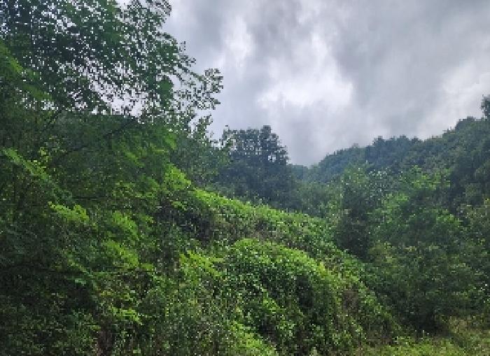 충북 영동군 양산면 원당리 165 과수원 사진 5