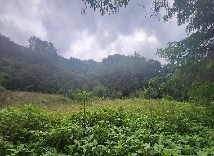 충북 영동군 양산면 원당리 165 과수원 사진 6