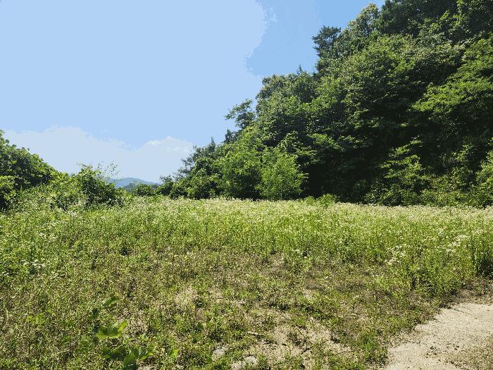 충북 음성군 금왕읍 무극리 산31 임야 사진 2