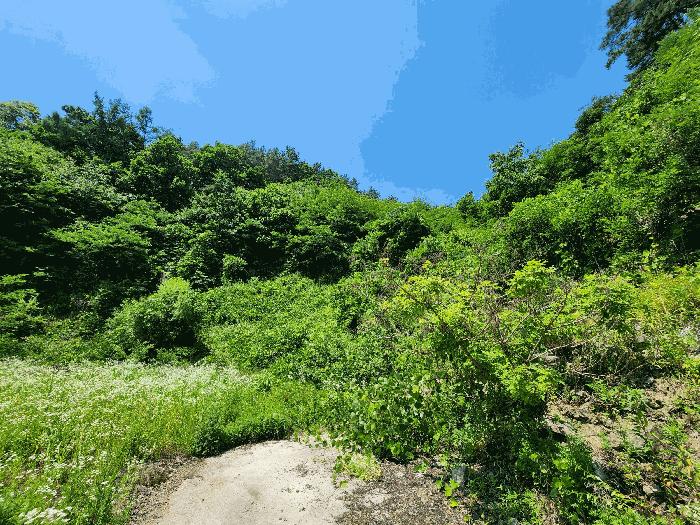 충북 음성군 금왕읍 무극리 산31 임야 사진 4
