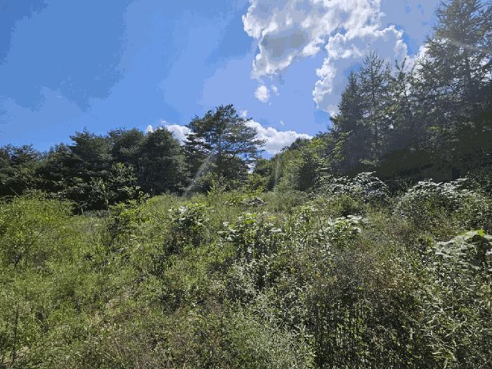 충북 단양군 적성면 상리 1136-11 임야 경매 물건 사진
