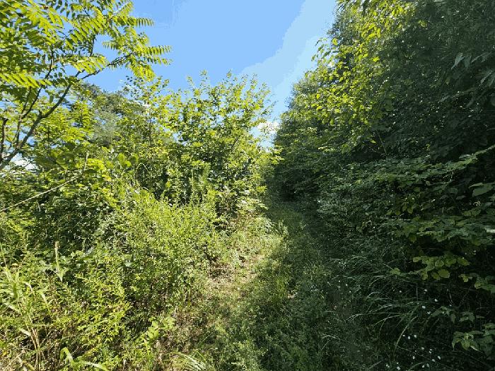 충북 단양군 적성면 상리 1136-11 임야 사진 3