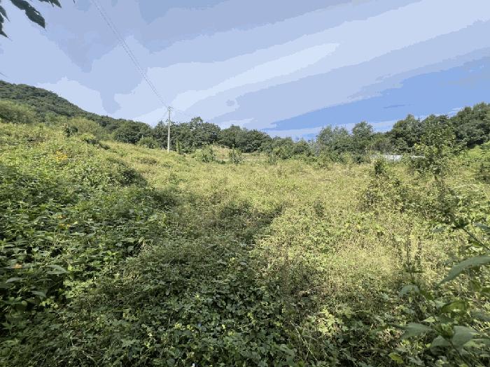 충북 제천시 금성면 위림리 200 전 사진 2