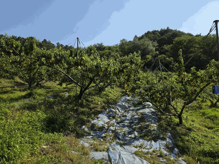충북 충주시 신니면 선당리 511 답 사진 2