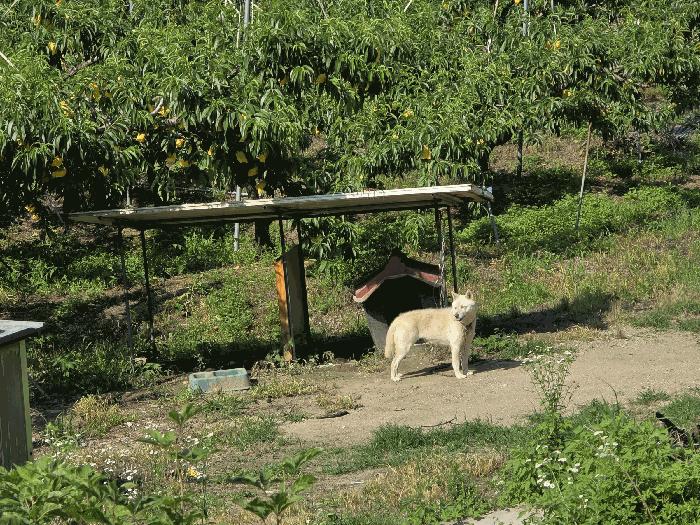 충북 충주시 신니면 선당리 511 답 사진 3