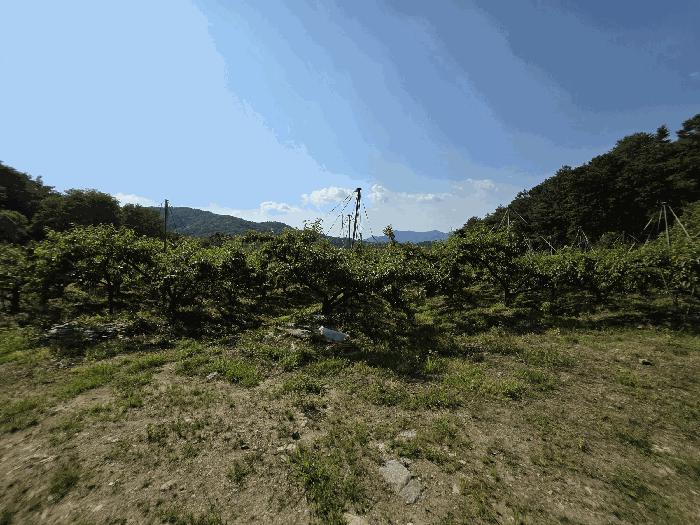 충북 충주시 신니면 선당리 511 답 사진 4