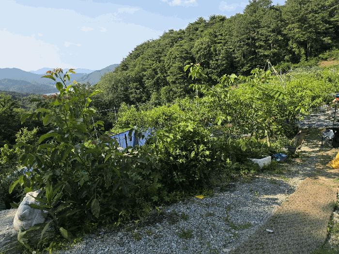 충북 충주시 신니면 선당리 511 답 사진 6