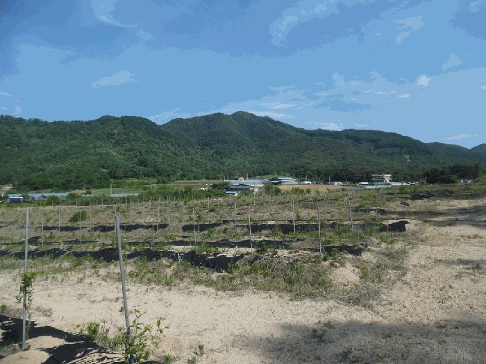충북 청주시 상당구 가덕면 수곡리 산52-5 임야 사진 2