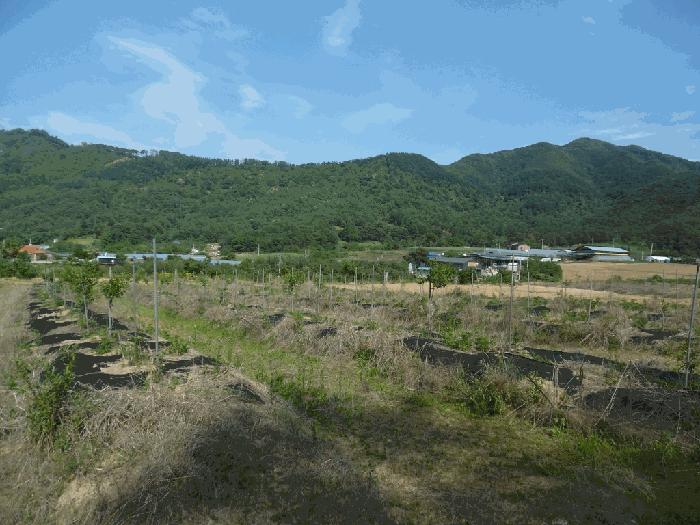 충북 청주시 상당구 가덕면 수곡리 산52-5 임야 사진 3