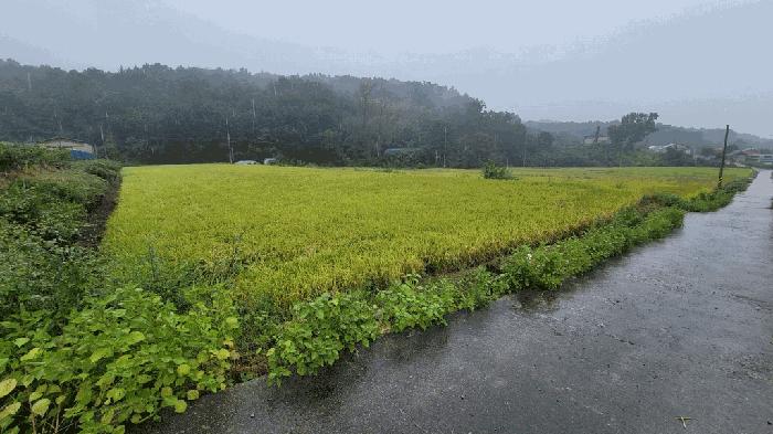 충북 보은군 탄부면 벽지리 786 답 경매 물건 사진