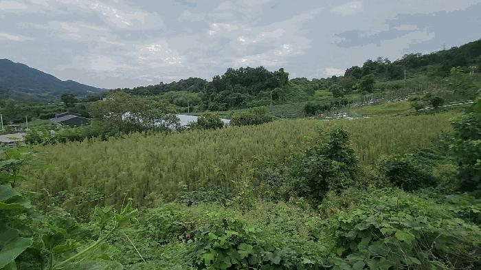 충북 제천시 송학면 시곡리 701 전 경매 물건 사진