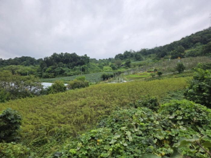 충북 제천시 송학면 시곡리 701 전 사진 3