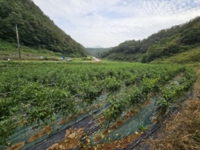 충북 제천시 송학면 시곡리 701 전 사진 5