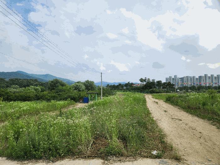 충북 음성군 음성읍 신천리 84-43 과수원 사진 5
