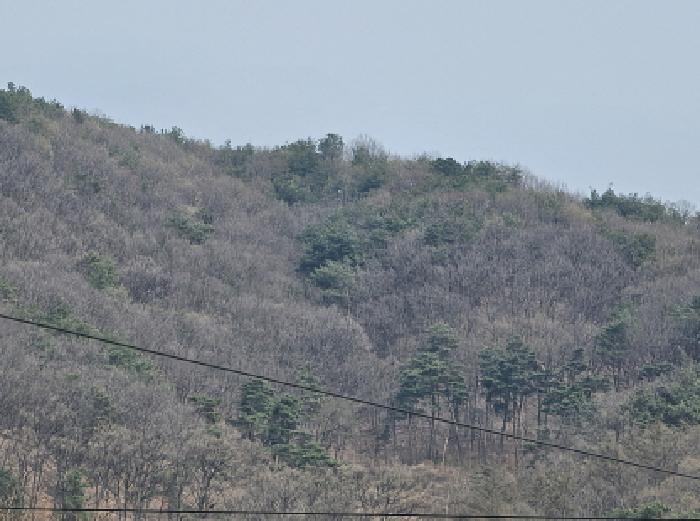 충북 충주시 앙성면 조천리 산39-10 임야 사진 2