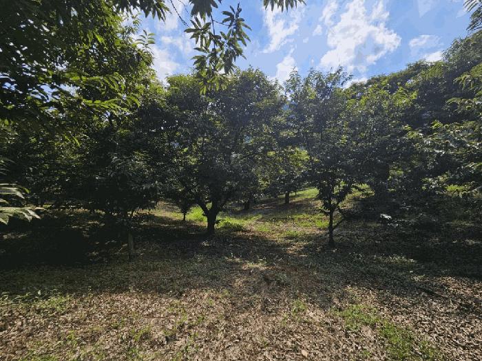 충북 괴산군 청천면 후영리 산29-6 임야 사진 4