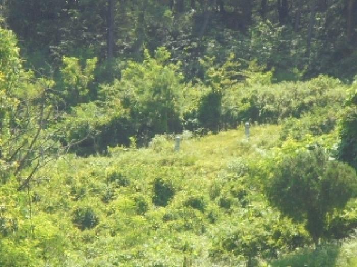 충북 청주시 상당구 문의면 남계리 산91-5 임야 사진 5
