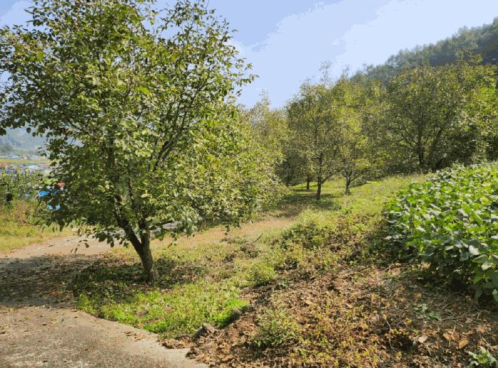 충북 단양군 적성면 하리 212 전 경매 물건 사진