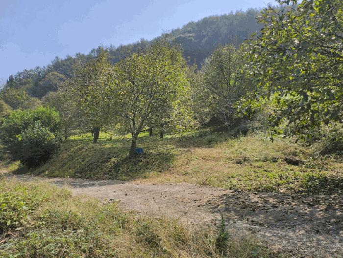 충북 단양군 적성면 하리 212 전 사진 3