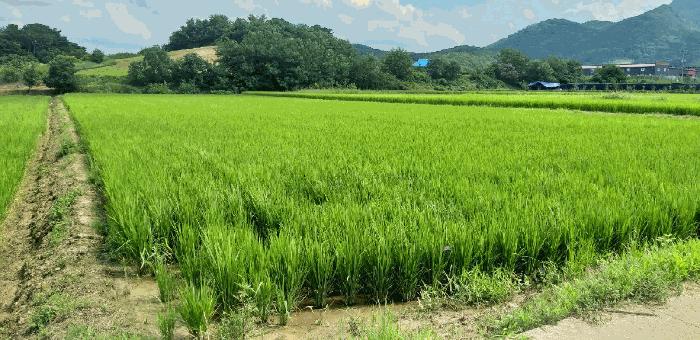 충북 옥천군 이원면 강청리 271-1 답 사진 2