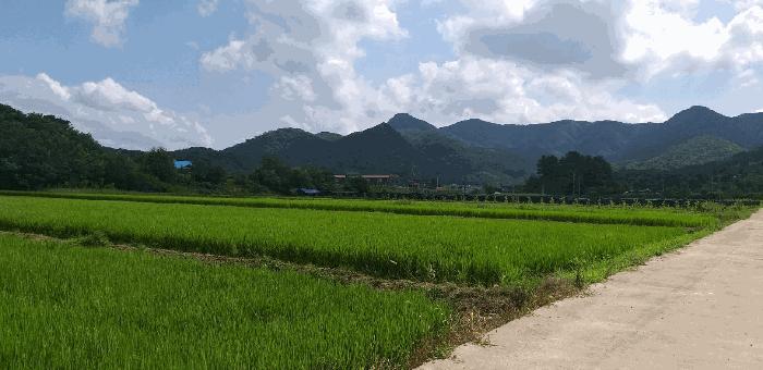 충북 옥천군 이원면 강청리 271-1 답 사진 3